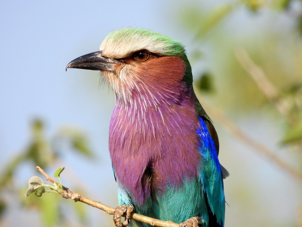 Lilac-breasted Roller - ML610446392