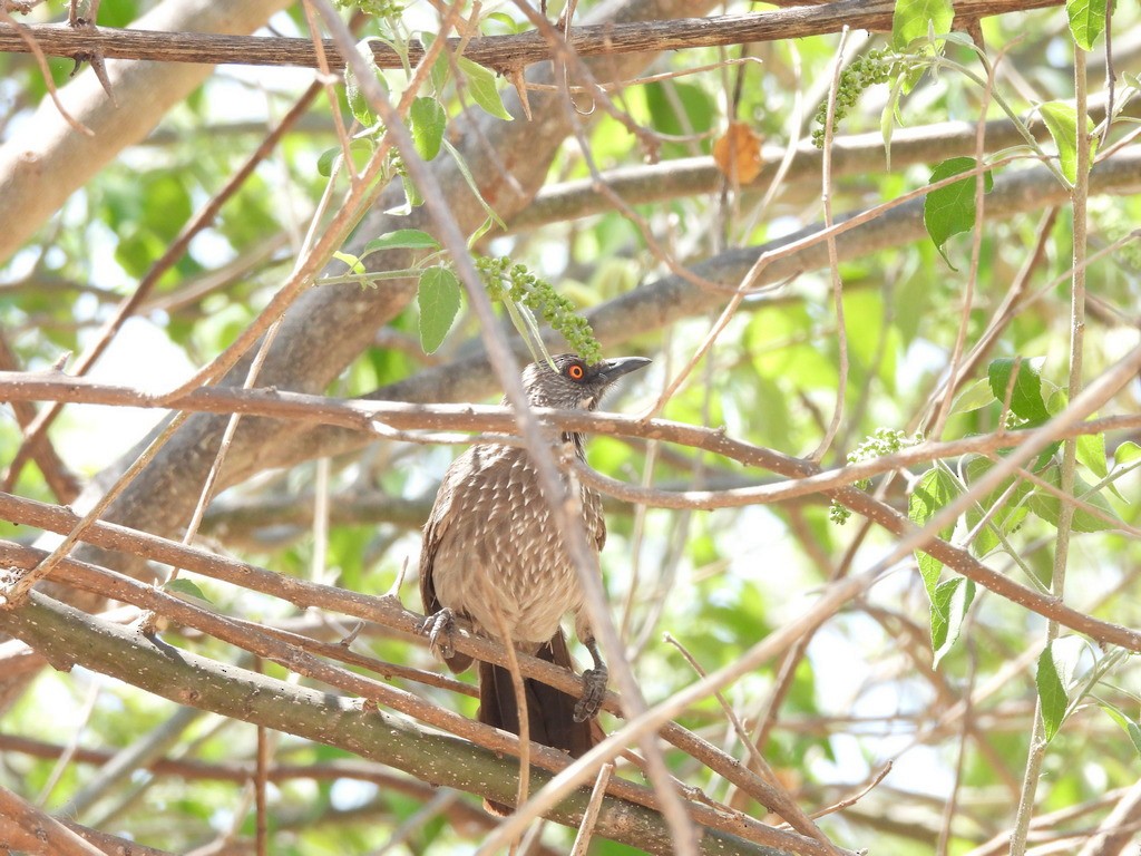 Arrow-marked Babbler - ML610446409