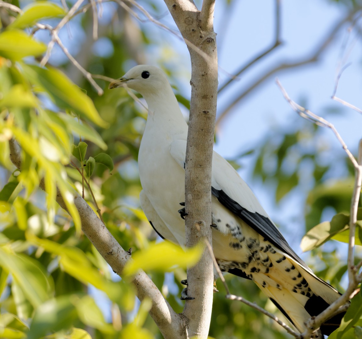 Torresian Imperial-Pigeon - ML610446419