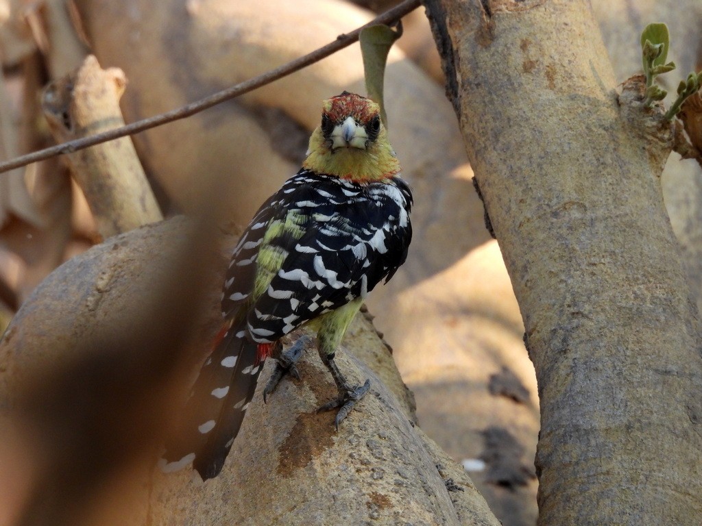 Crested Barbet - ML610446420