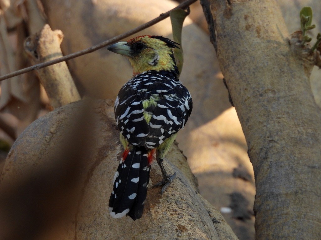 Crested Barbet - ML610446421