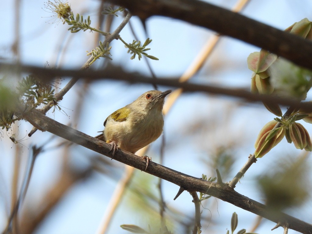 Green-backed Camaroptera - ML610446424