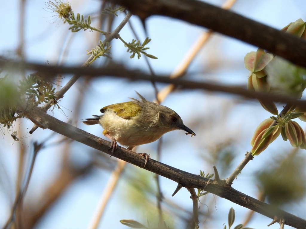 Green-backed Camaroptera - ML610446425