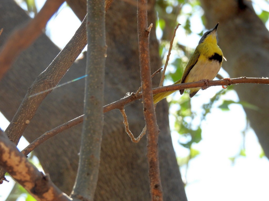 Yellow-breasted Apalis - ML610446438