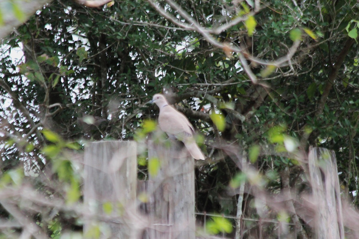 Eurasian Collared-Dove - ML610446441