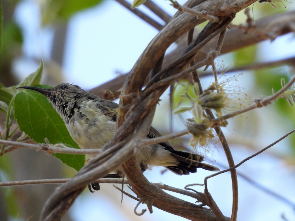 White-breasted Sunbird - Sandra Mac