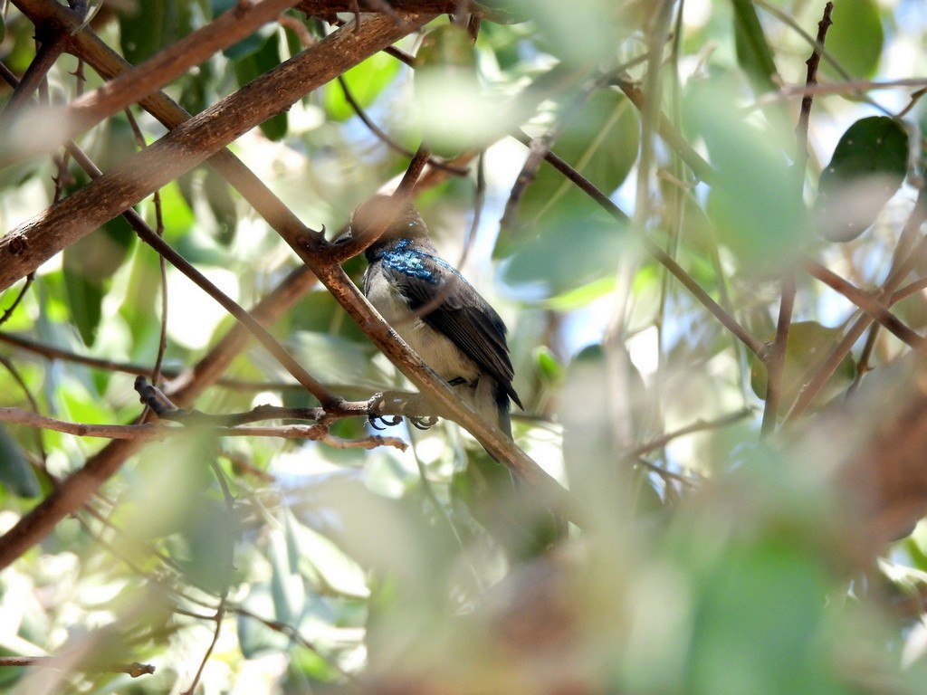 White-breasted Sunbird - ML610446459