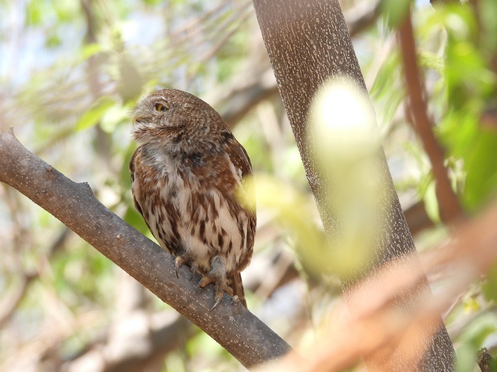 Pearl-spotted Owlet - ML610446468