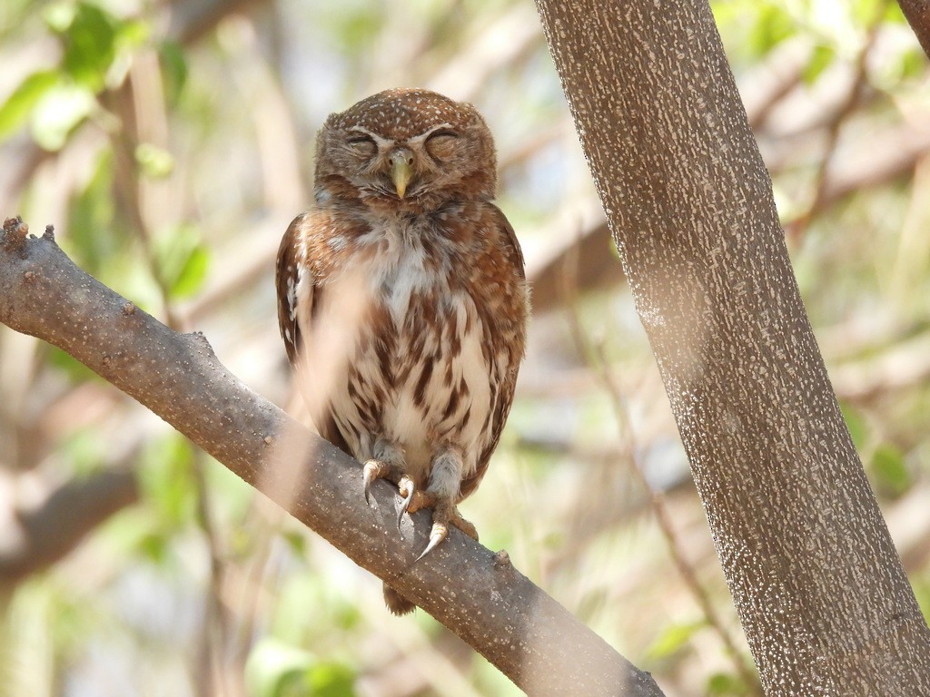 Pearl-spotted Owlet - ML610446469