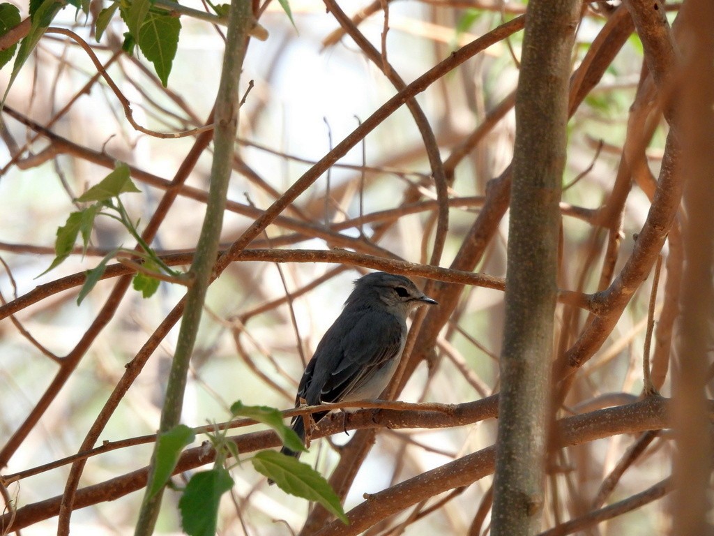 Pale Flycatcher - ML610446476