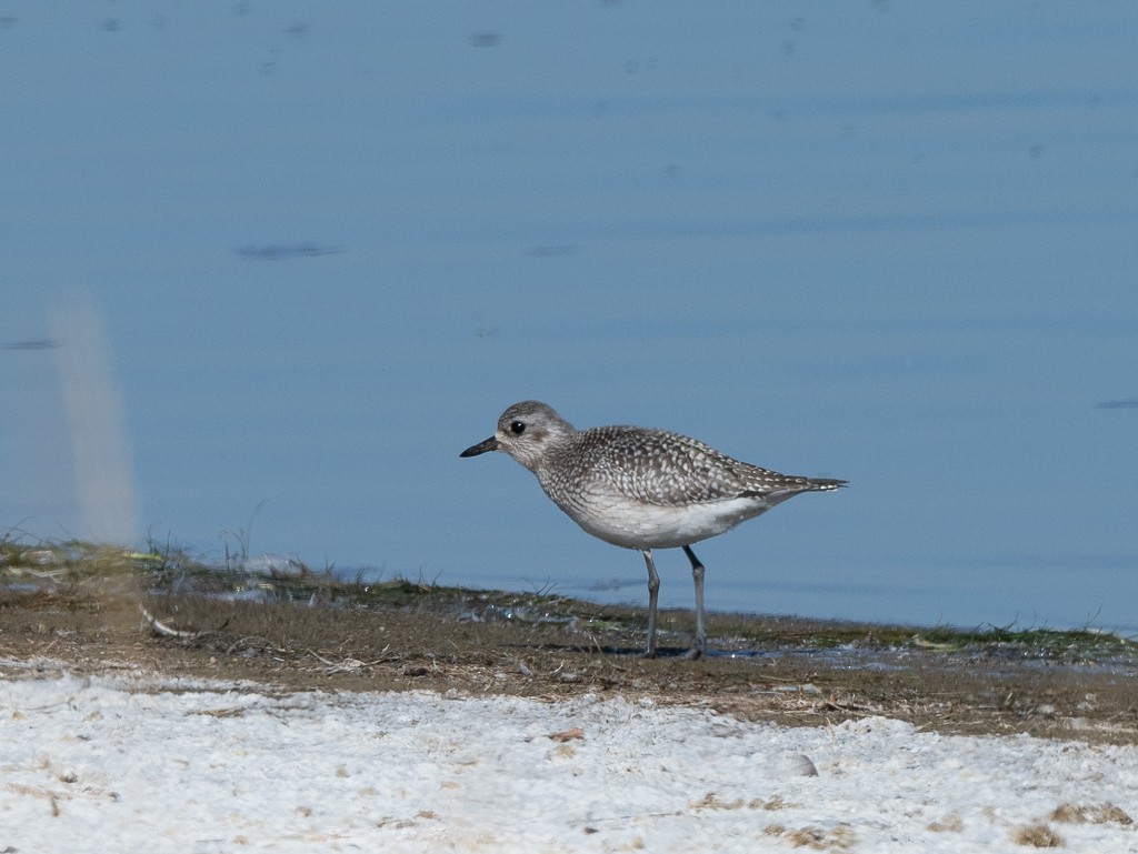 Black-bellied Plover - ML610446528