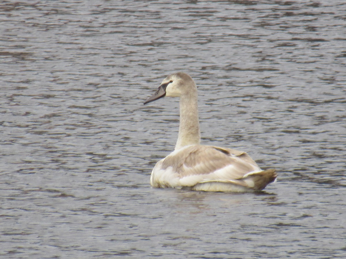 Mute Swan - ML610446569