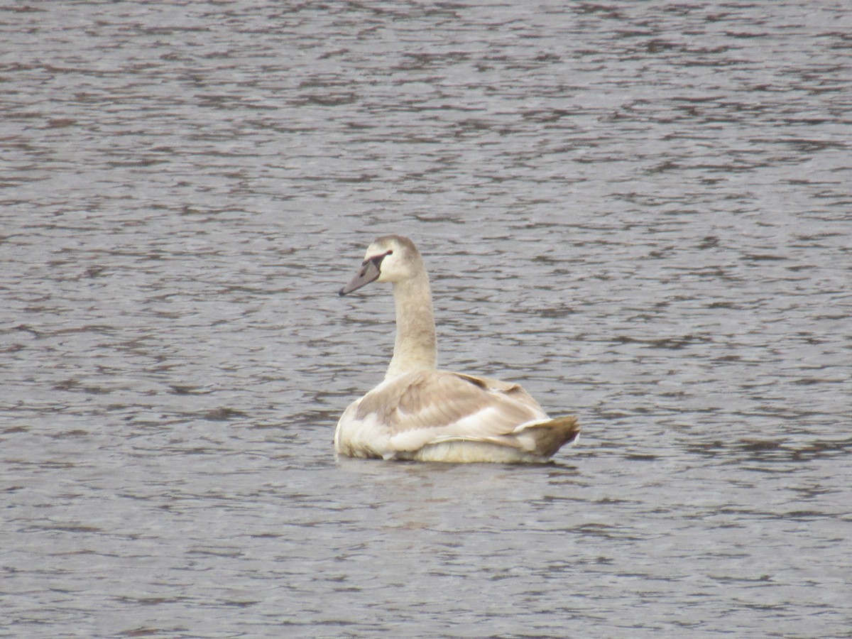 Mute Swan - ML610446570