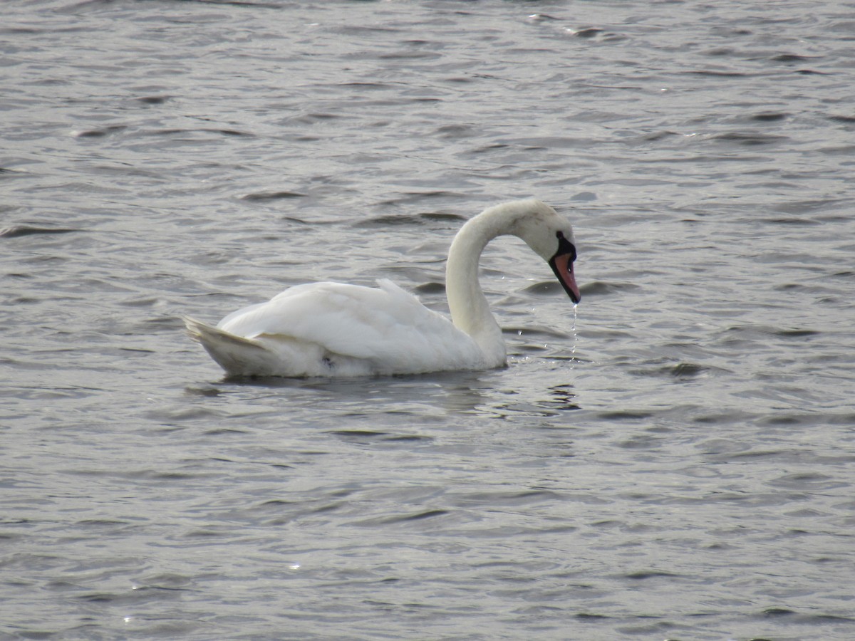 Mute Swan - ML610446572