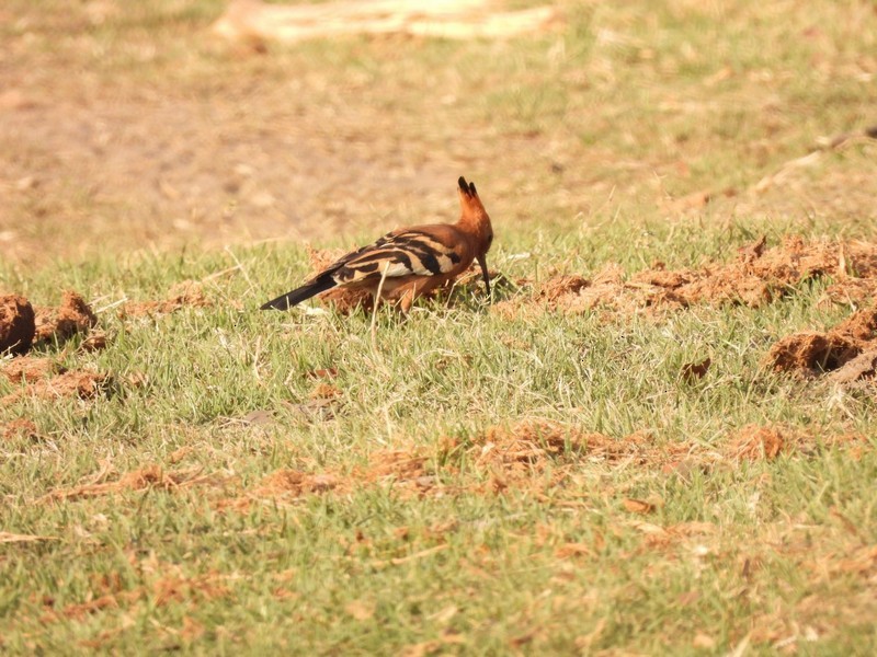 Eurasian Hoopoe - ML610446618