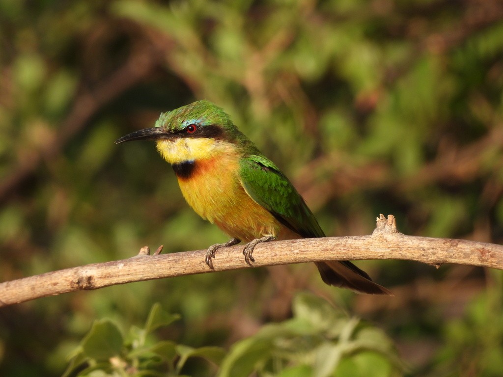 Little Bee-eater - ML610446623