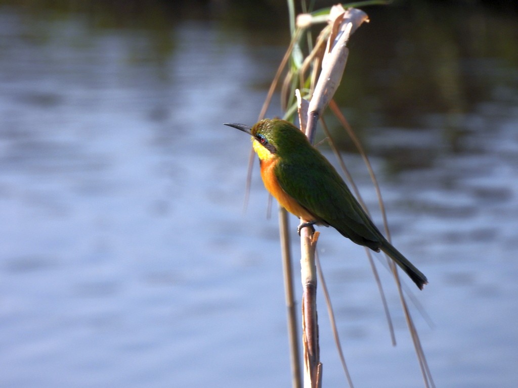 Little Bee-eater - ML610446624