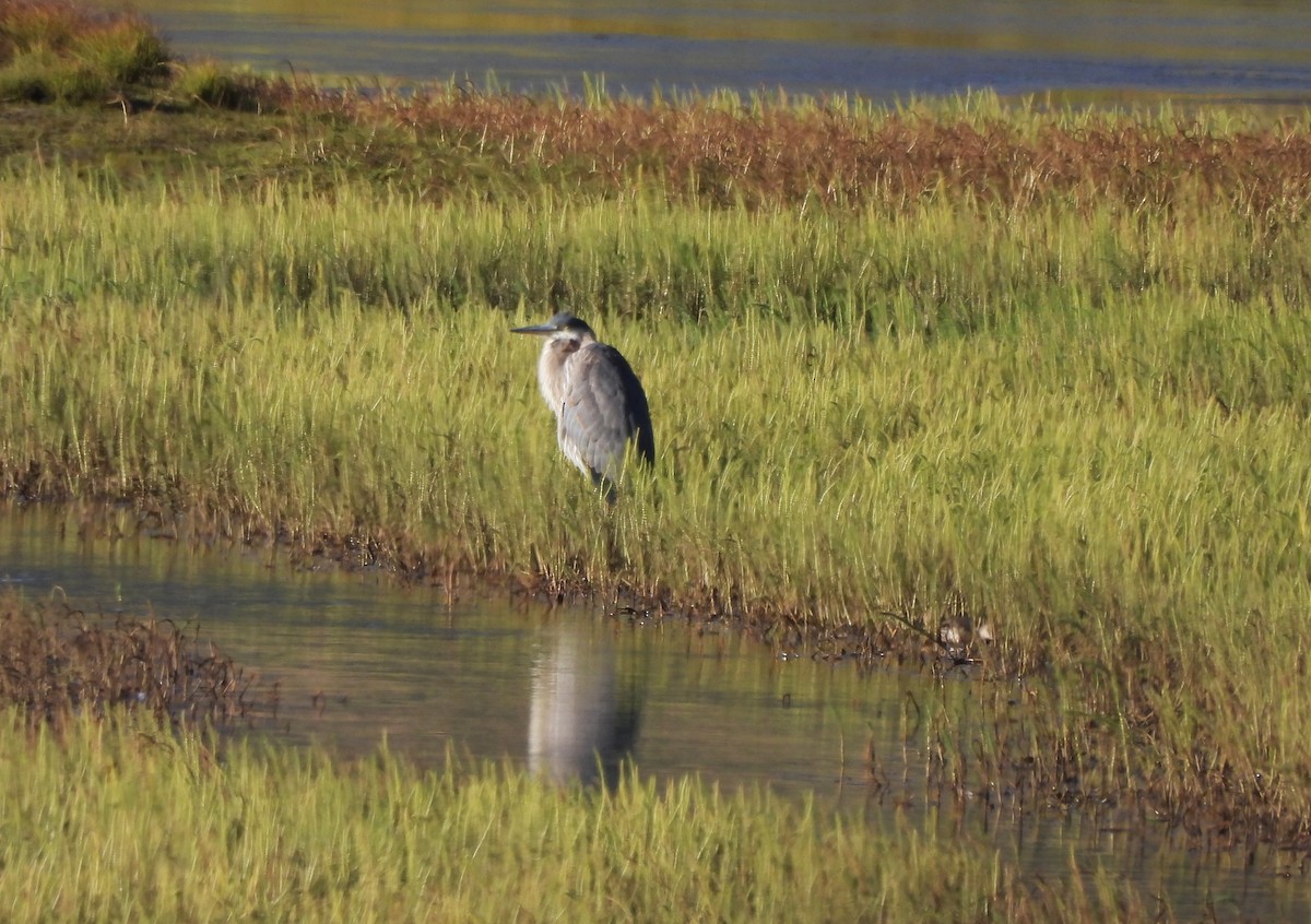 Great Blue Heron - ML610446662