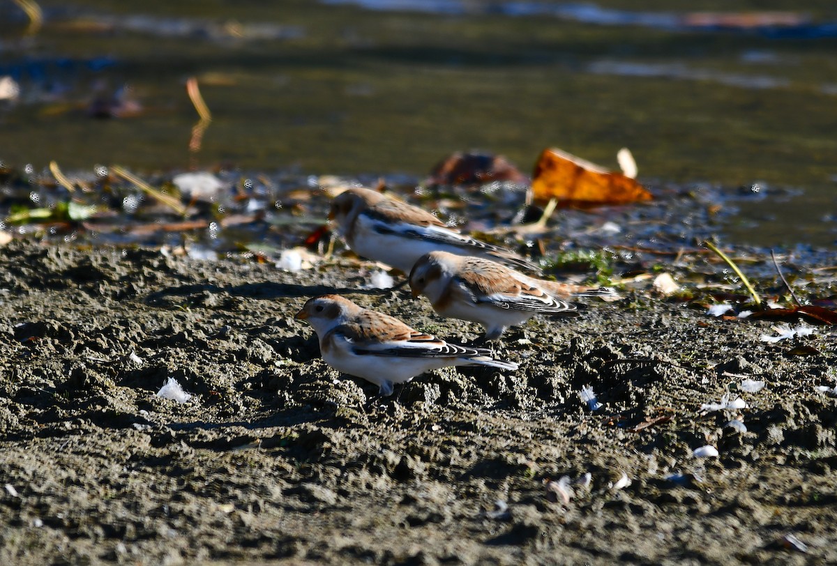 Цасч хөмрөг - ML610446735