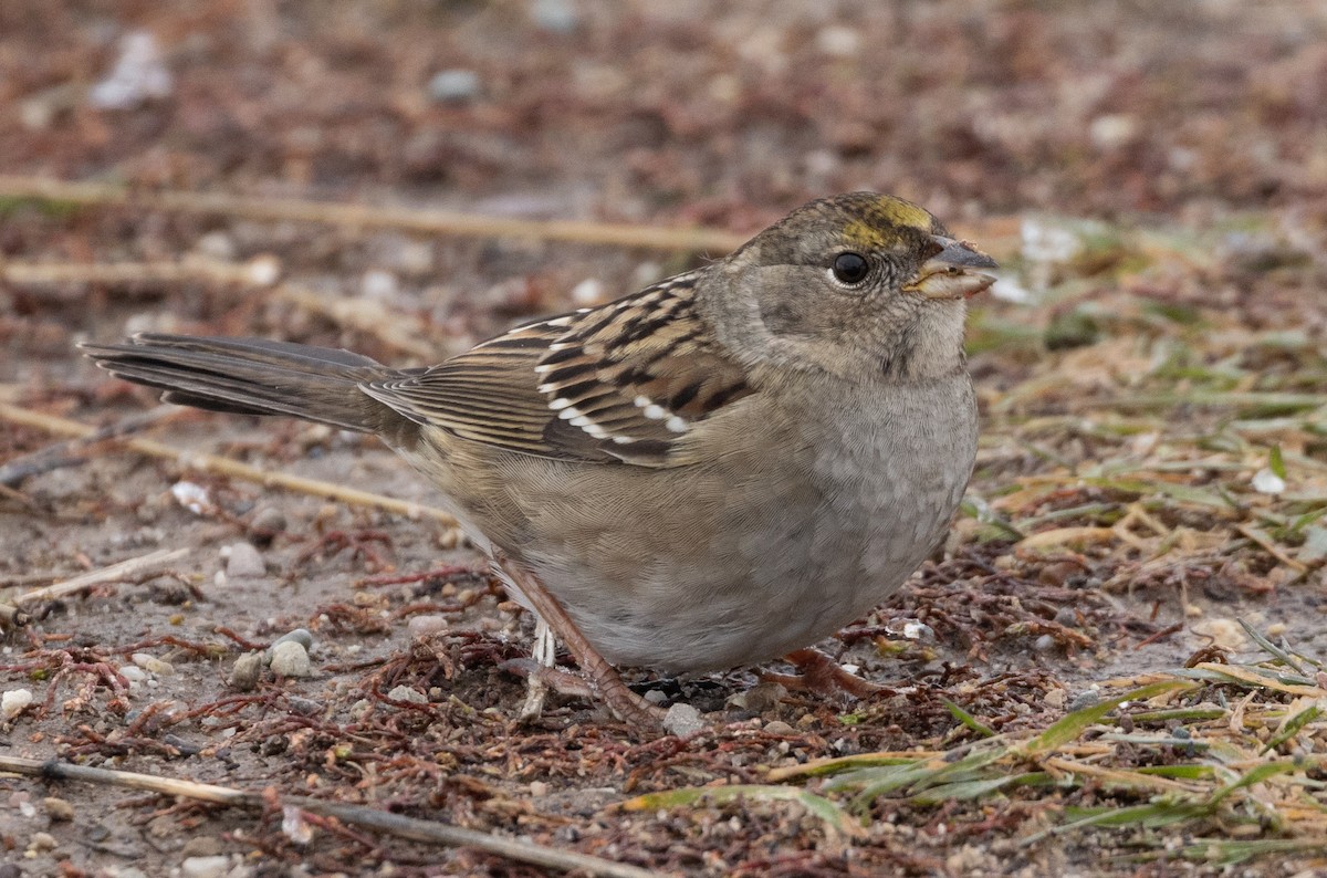 Golden-crowned Sparrow - ML610446745