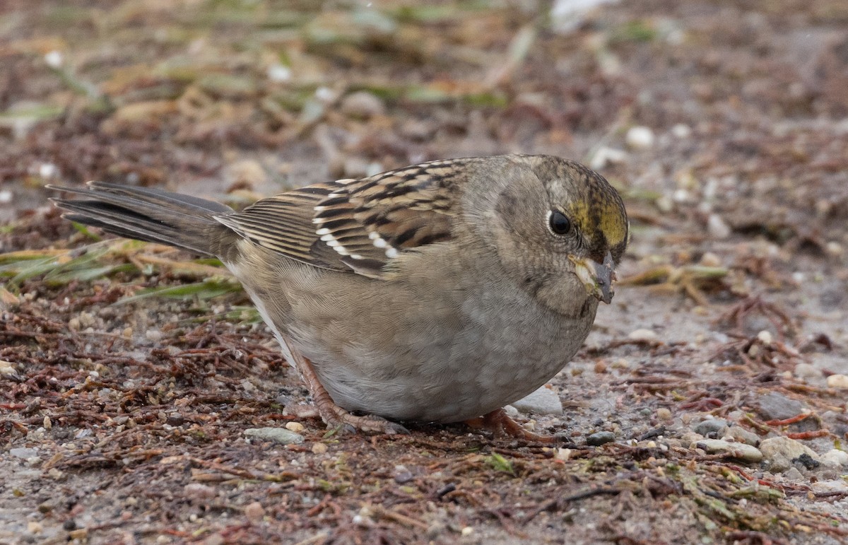 Golden-crowned Sparrow - ML610446746