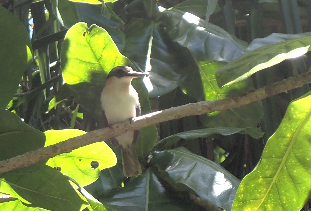 Mewing Kingfisher - ML610446800