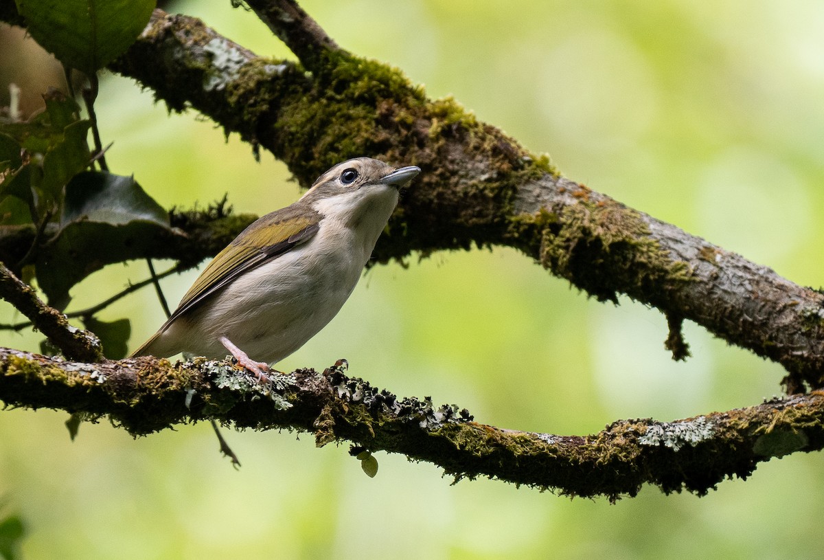 Pied Shrike-Babbler - ML610446810