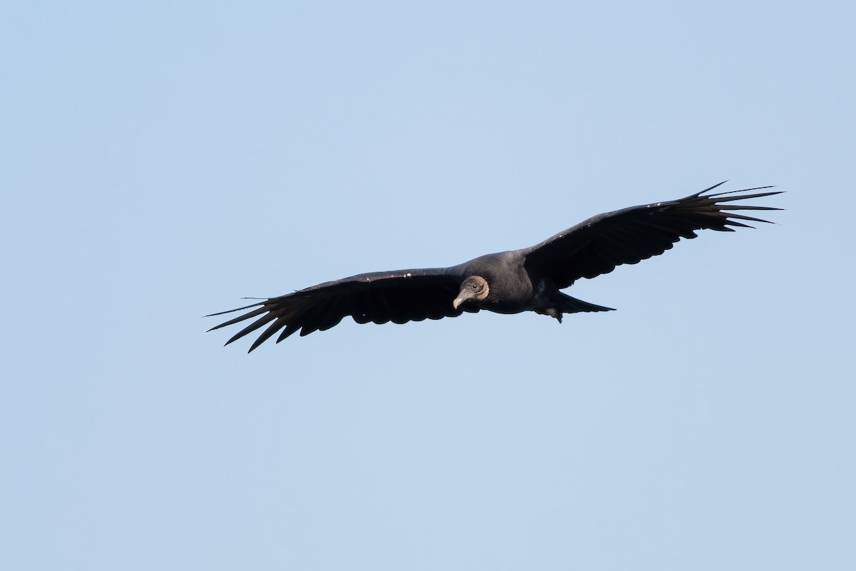Black Vulture - James Kroeker