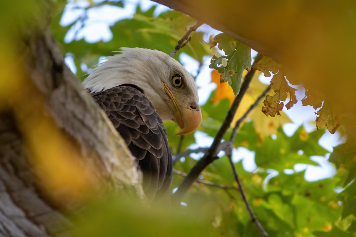 Weißkopf-Seeadler - ML610446858