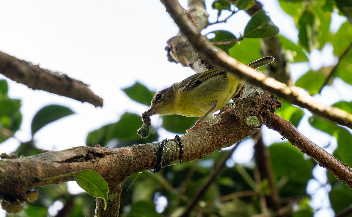 Rotstirn-Würgervireo - ML610446861