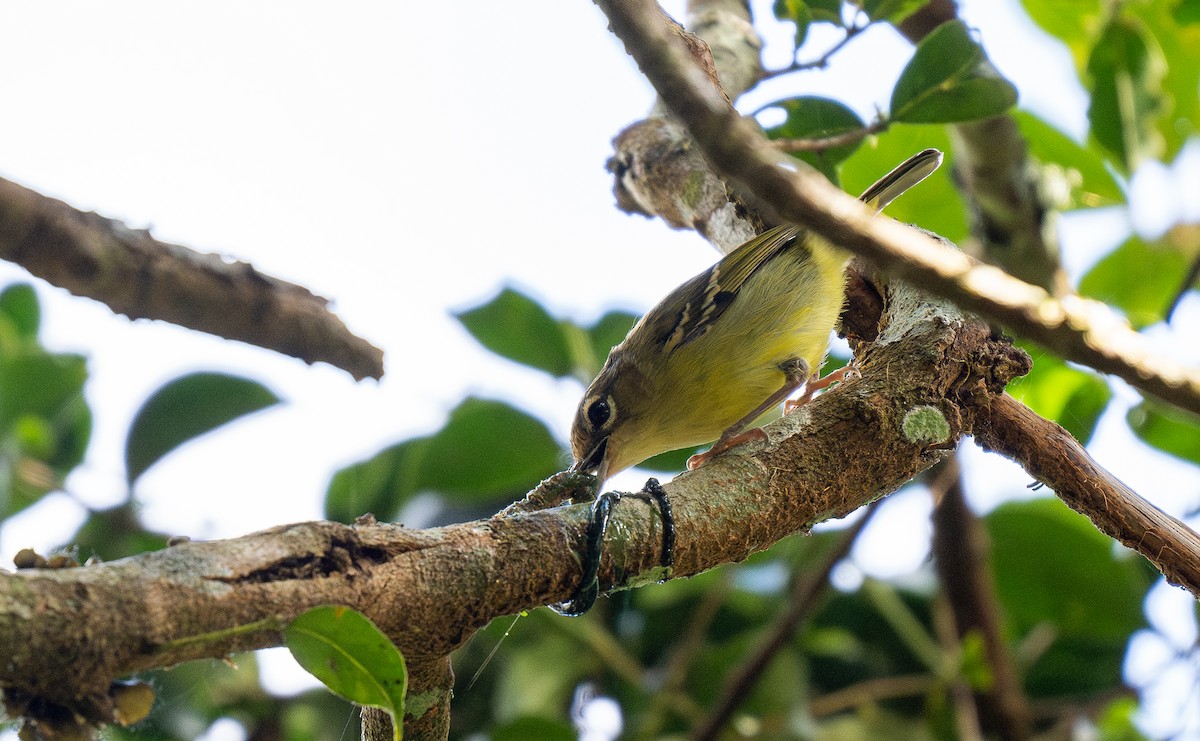 Rotstirn-Würgervireo - ML610446862