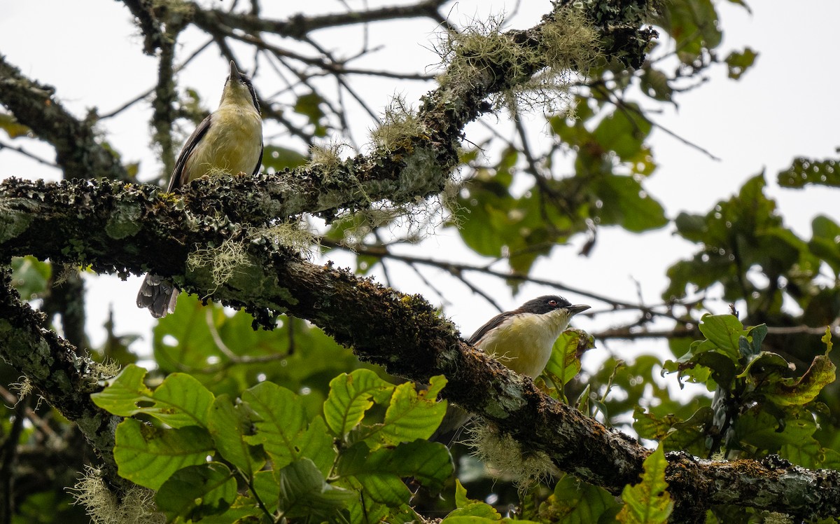 Spotted Crocias - Forest Botial-Jarvis