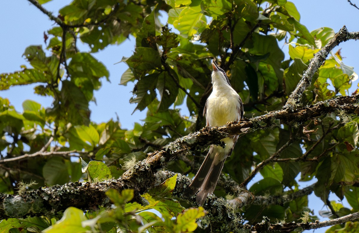 Spotted Crocias - Forest Botial-Jarvis