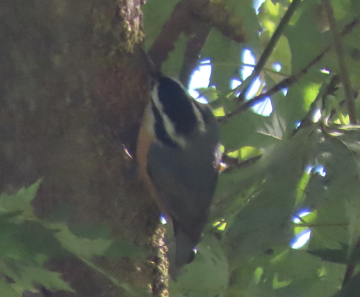 Red-breasted Nuthatch - John Harris