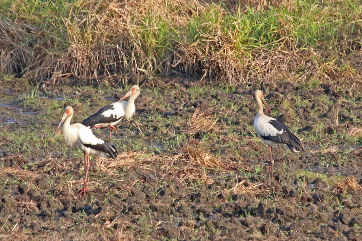 Maguari Stork - ML610447108