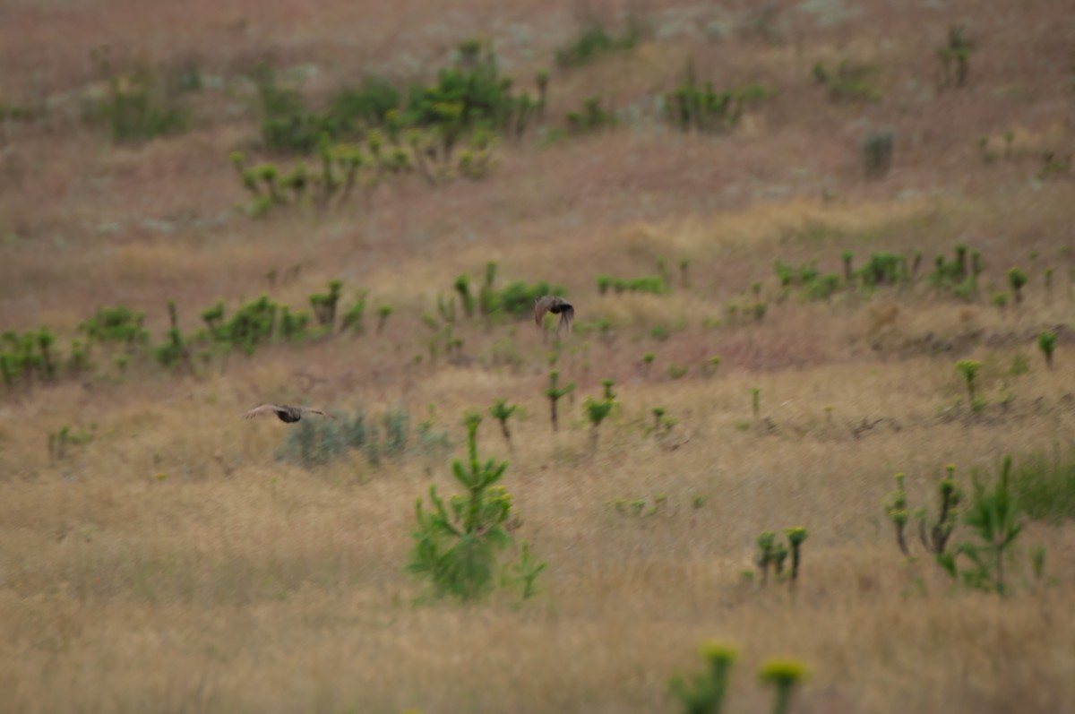 Francolin de Levaillant - ML610447111