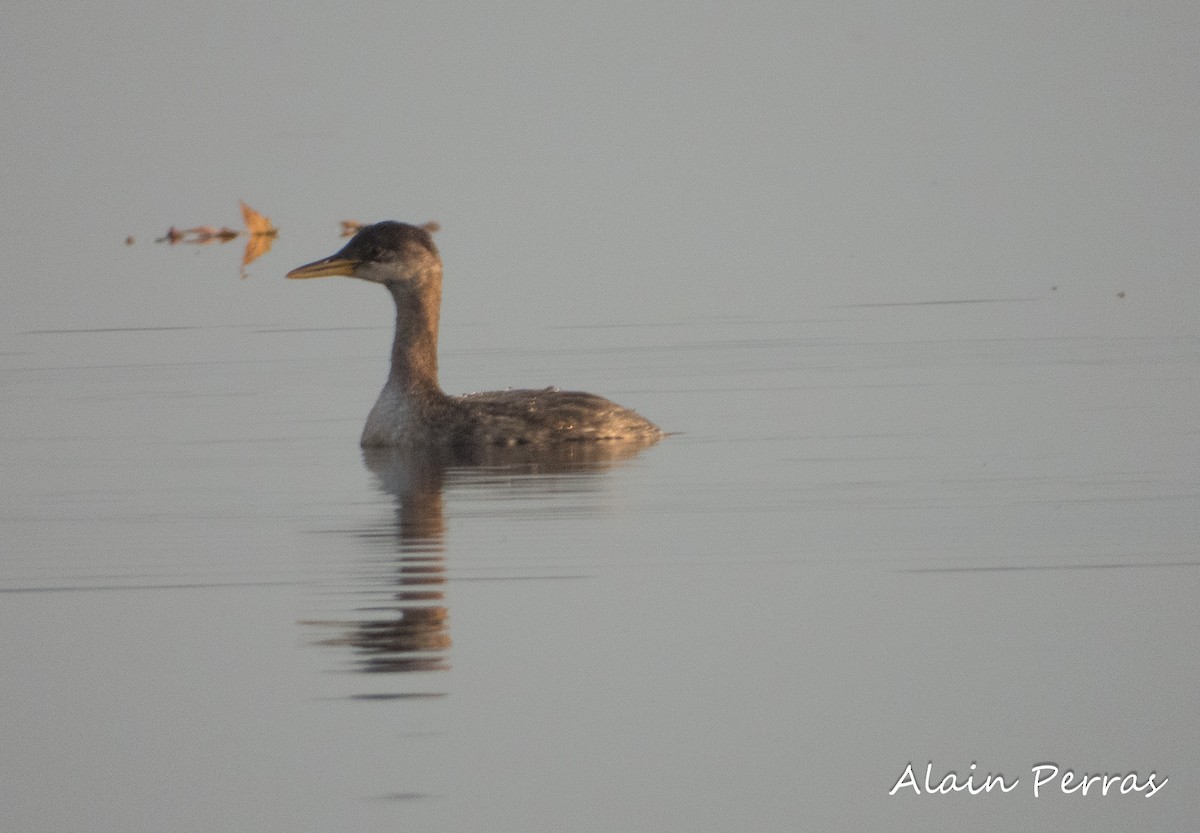 Red-necked Grebe - ML610447128