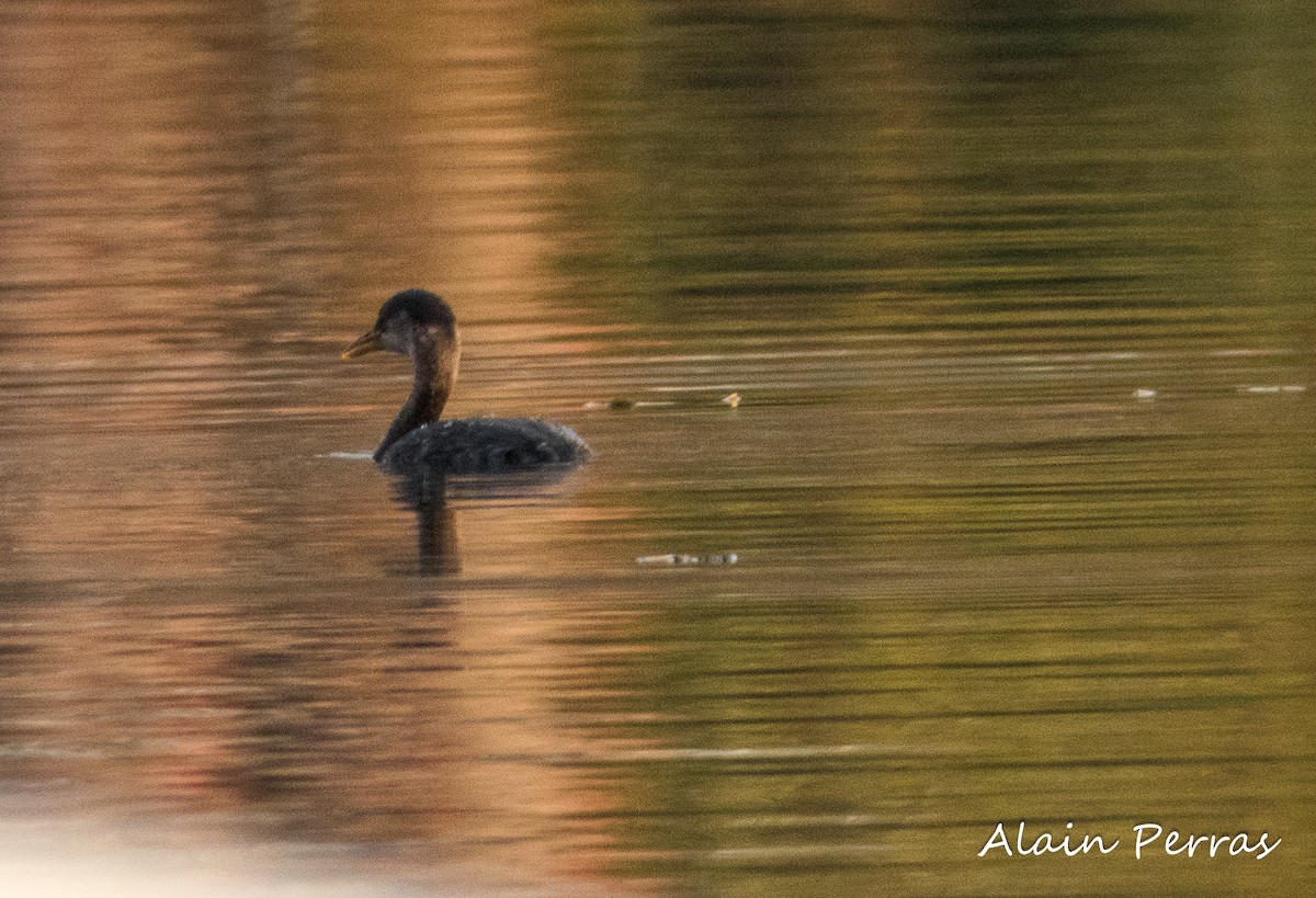 Red-necked Grebe - ML610447129