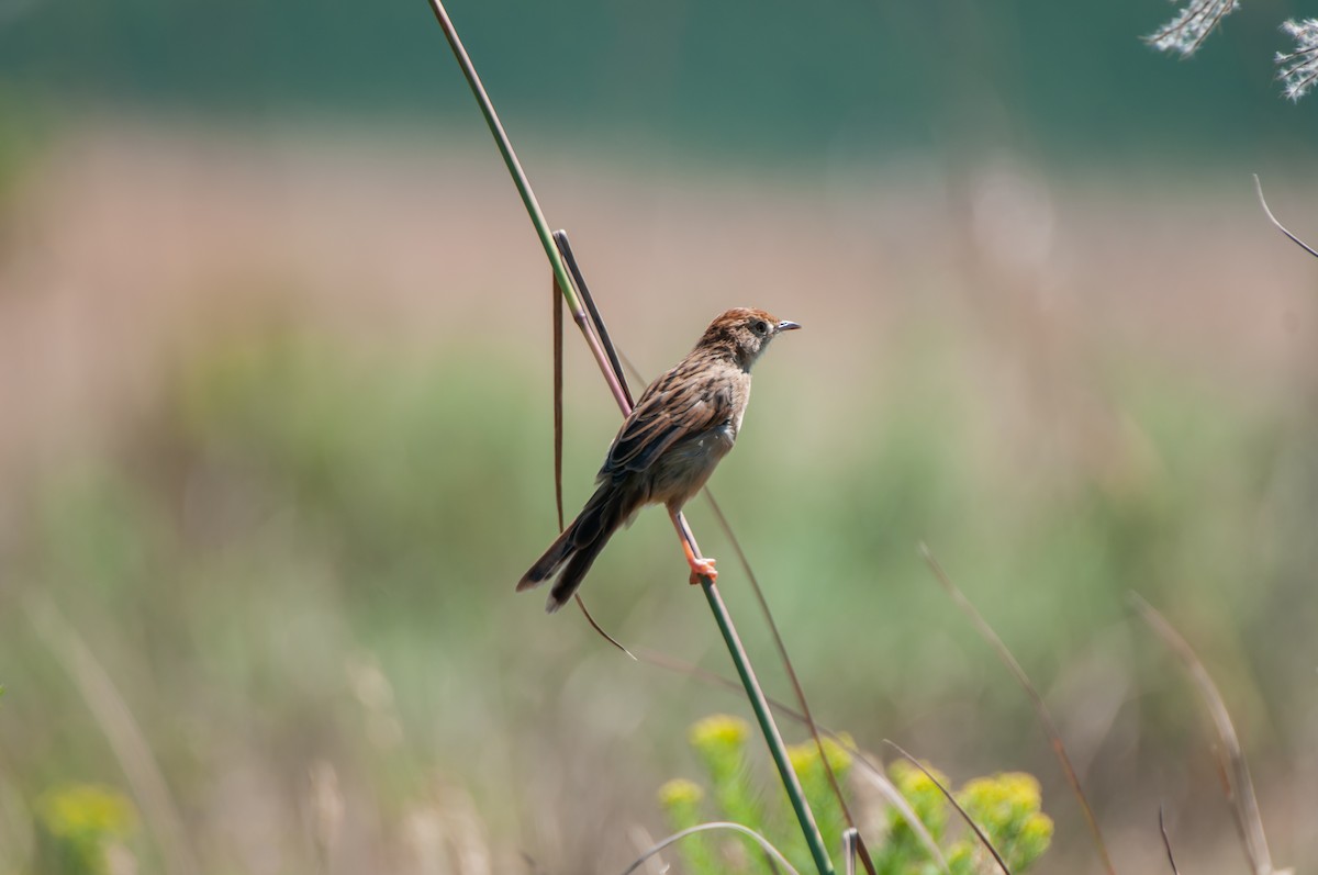 Wailing Cisticola (Wailing) - ML610447169