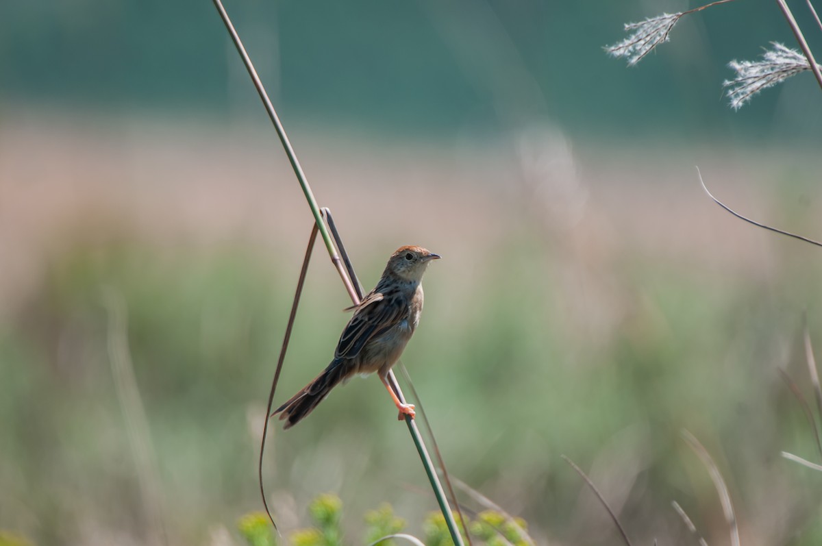 Wailing Cisticola (Wailing) - ML610447170