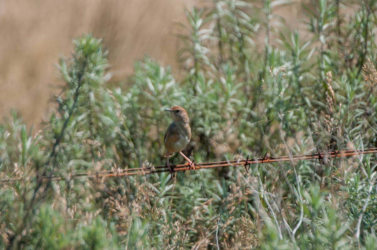 Wailing Cisticola (Wailing) - ML610447171