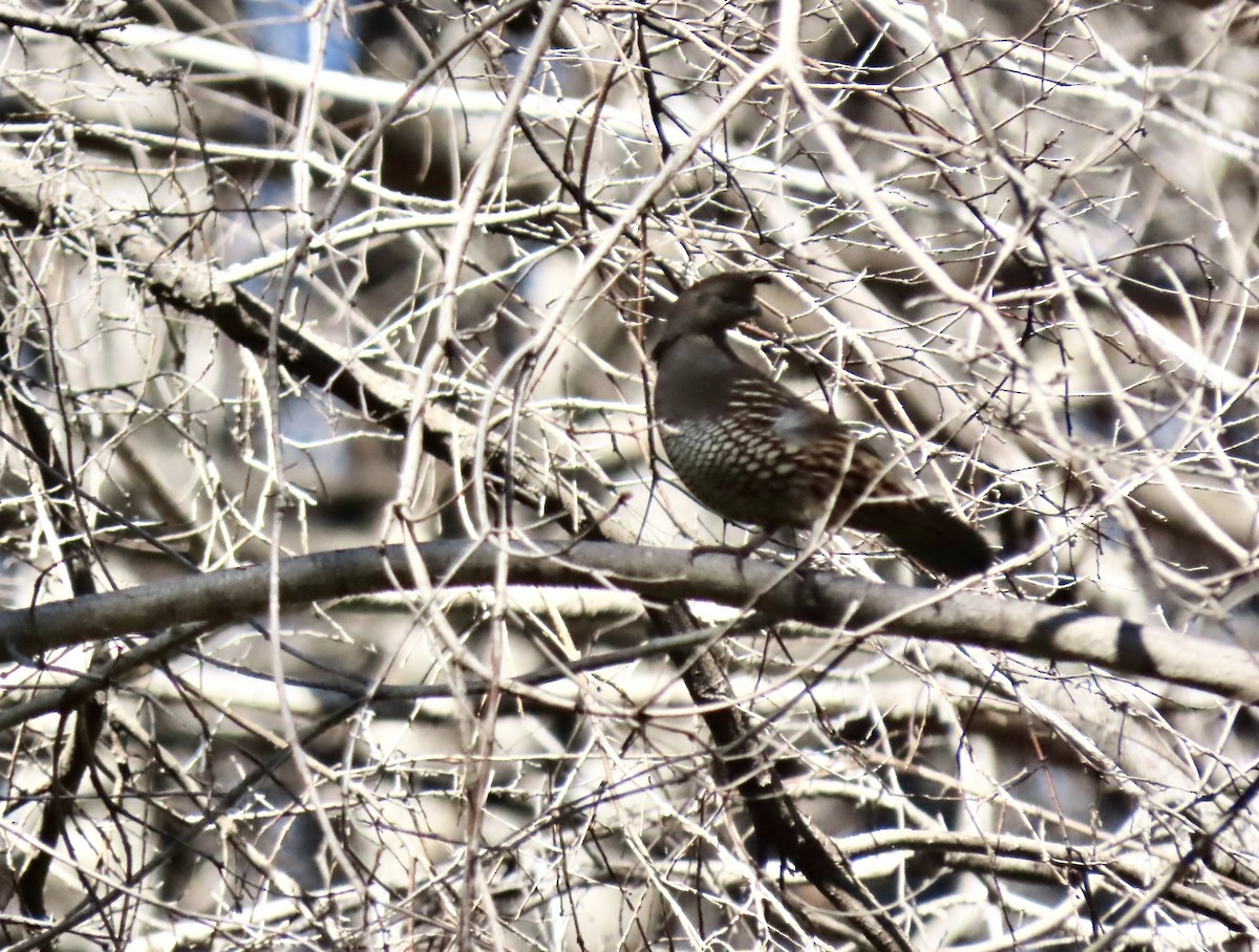 California Quail - ML610447269