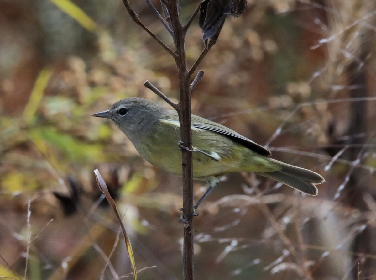 Orange-crowned Warbler - ML610447312