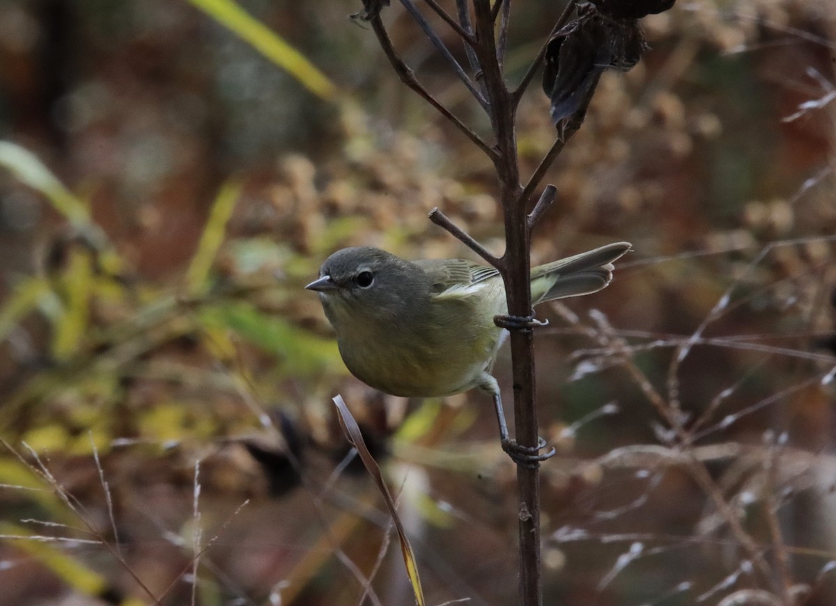 Orange-crowned Warbler - ML610447328