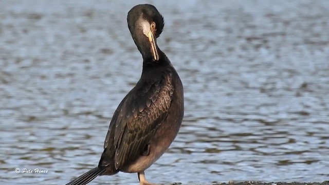 Cormorán Moñudo - ML610447344