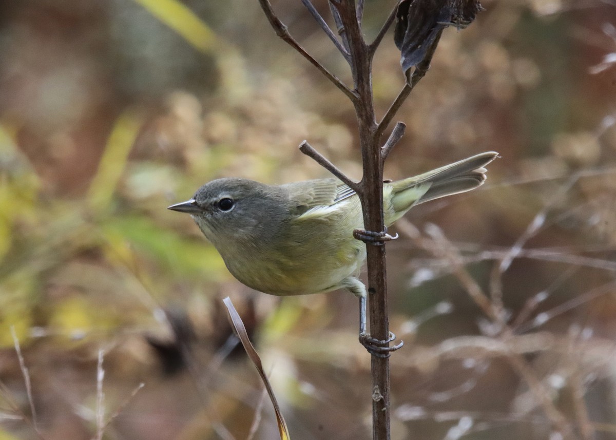 Orange-crowned Warbler - ML610447345