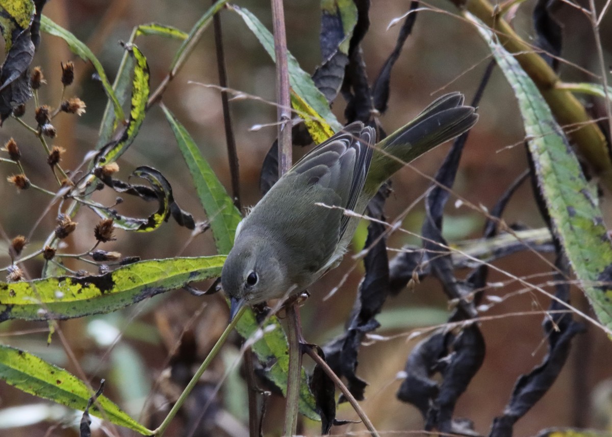 Orange-crowned Warbler - ML610447351