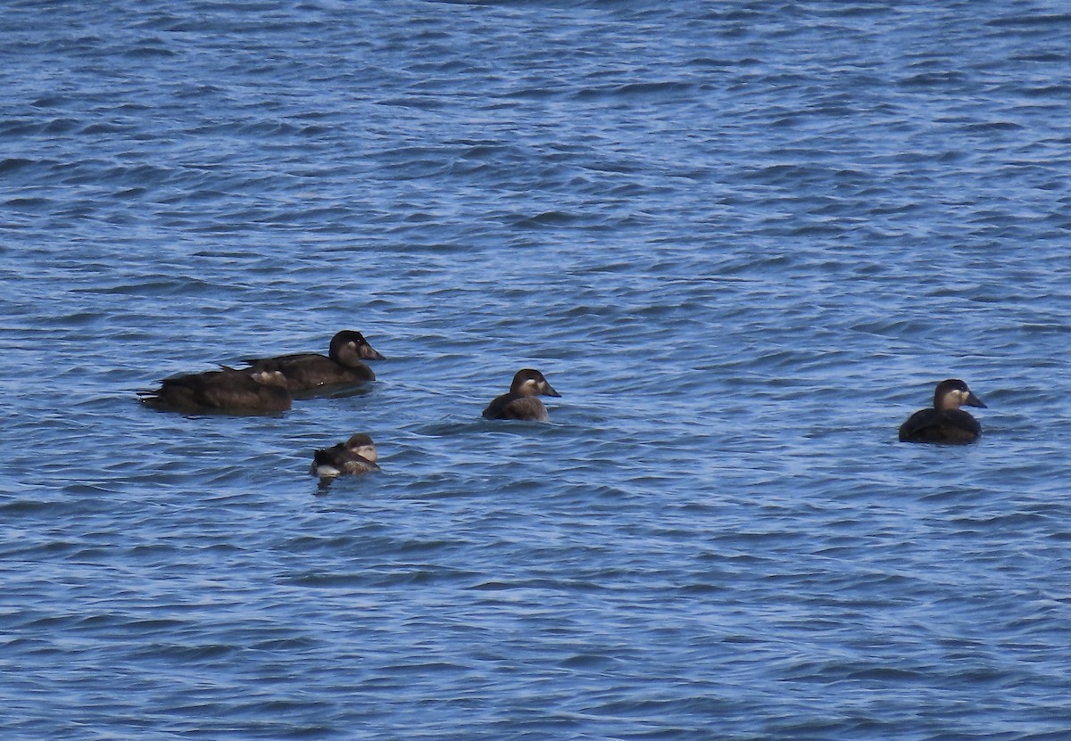 Surf Scoter - ML610447353