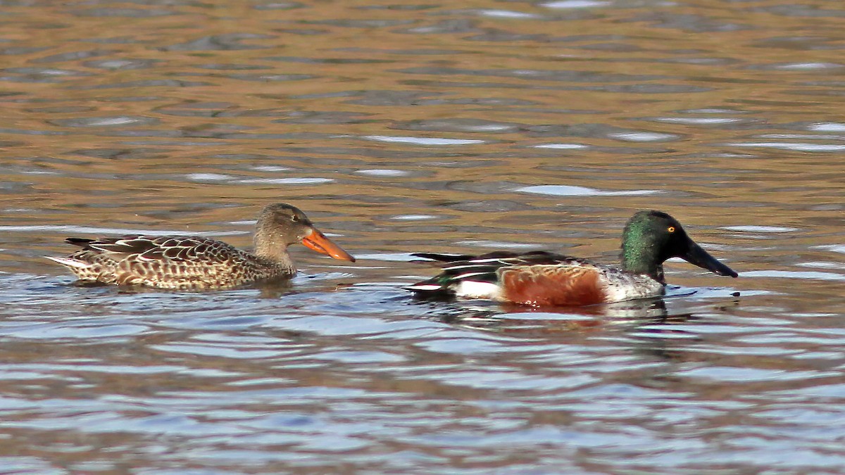 Northern Shoveler - Sandra Wright