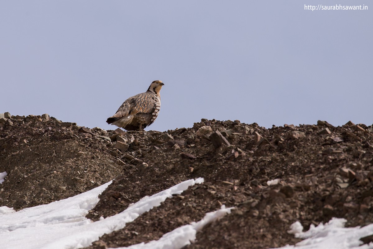 Himalayan Snowcock - ML61044741